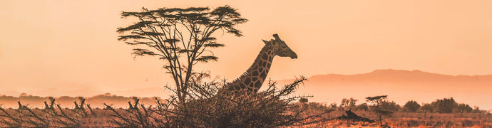 5 amazing African adventures